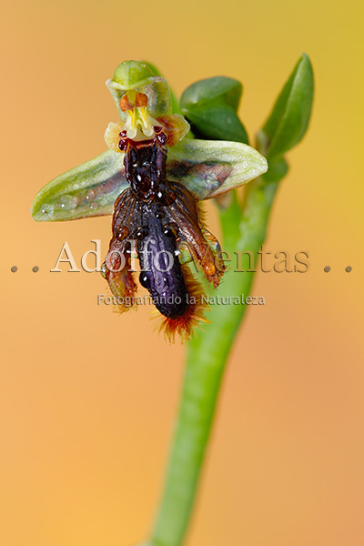 Ophrys speculum spp. lusitanica