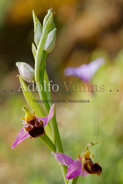Ophrys apifera (variedad bicolor)