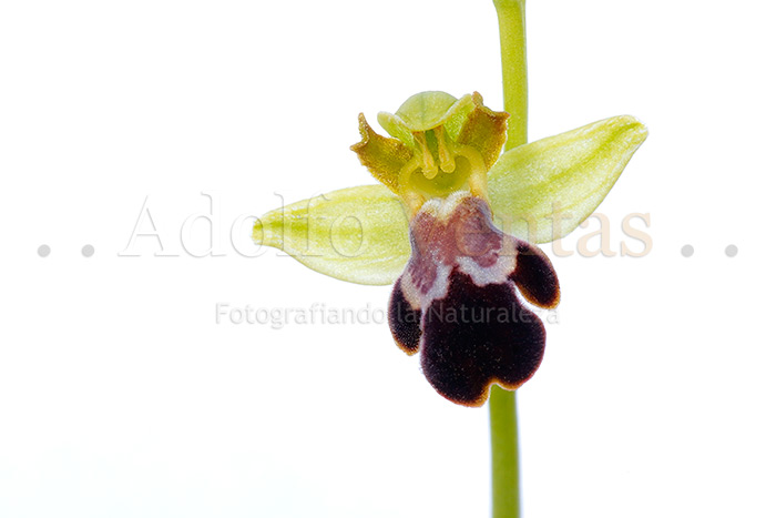 Ophrys x brigittae