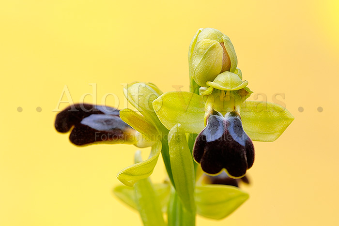 Ophrys fusca subsp. arnoldii 