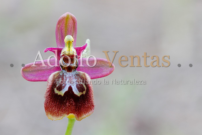Ophrys x heraultii (Vista Frontal)