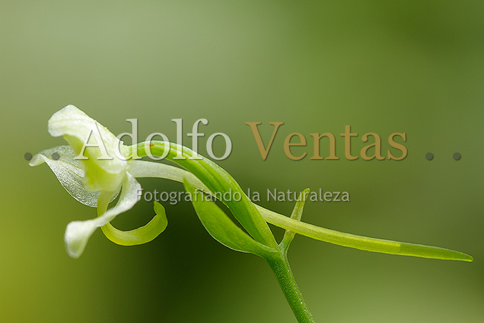 Platanthera chlorantha (detalle espolón)