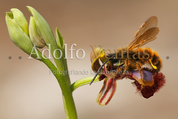 Polinización de Ophrys speculum