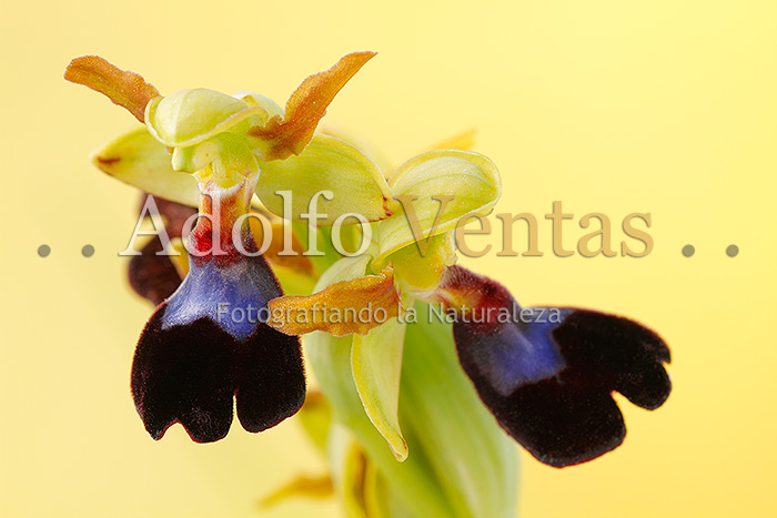 Ophrys atlantica