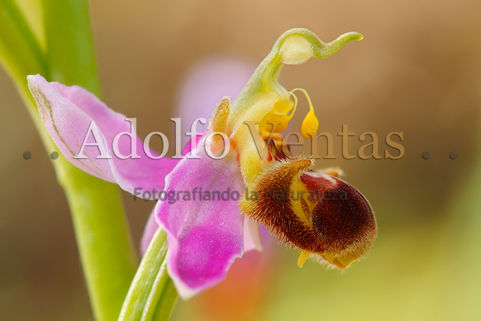 Ophrys apifera var. bicolor (perfil)