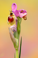 Ophrys tenthredinifera, mi primera Orquídea.