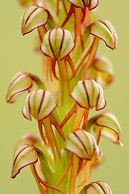 Aceras anthropophorum, también llamada Orchis anthropophora